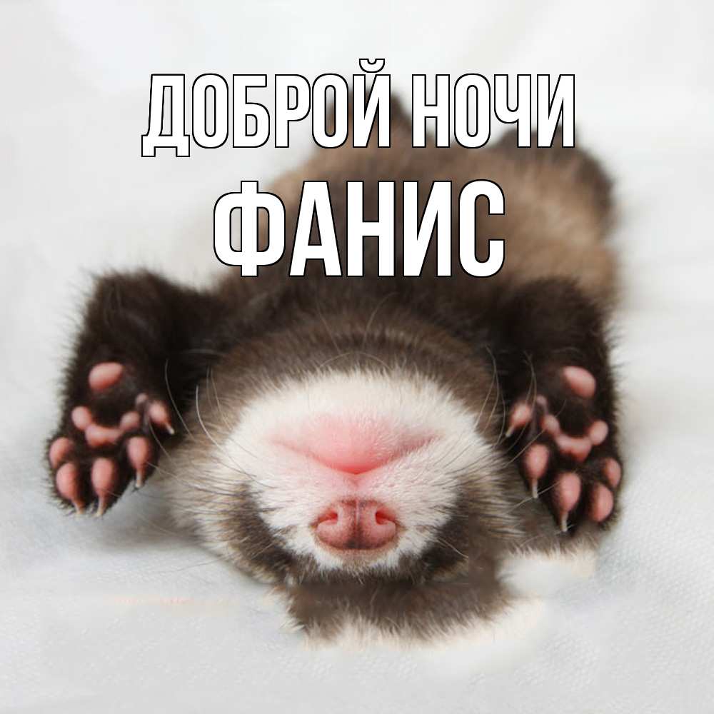Открытка на каждый день с именем, Фанис Доброй ночи зверек Прикольная открытка с пожеланием онлайн скачать бесплатно 