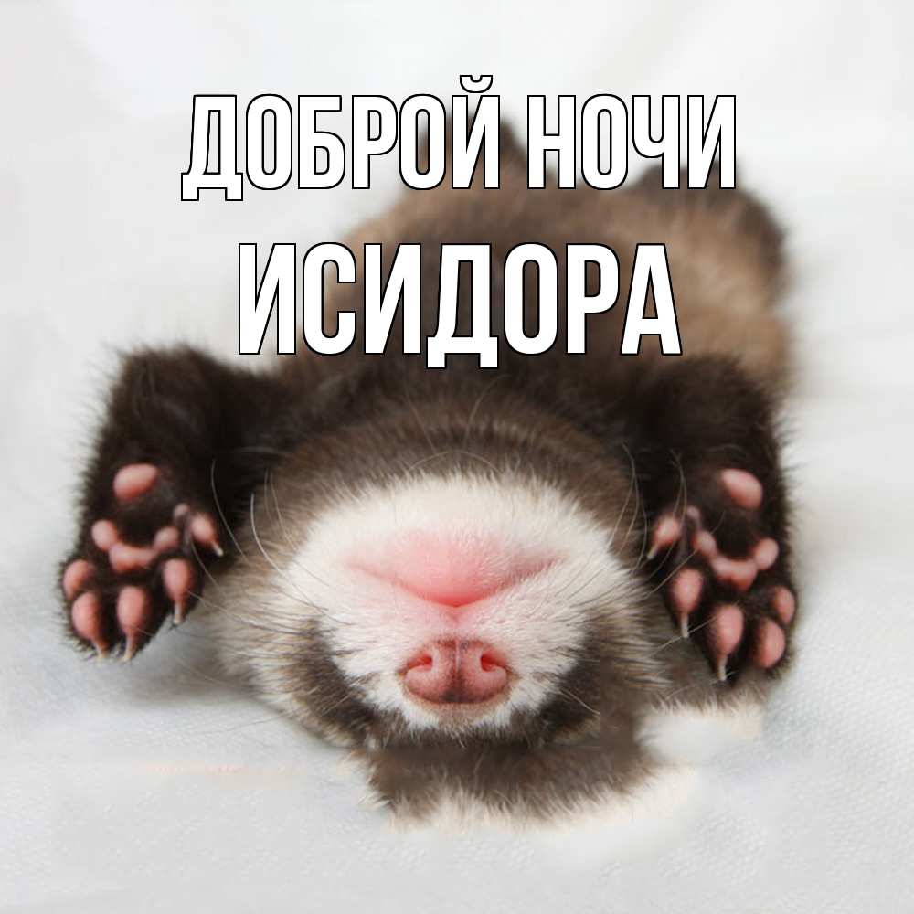 Открытка на каждый день с именем, Исидора Доброй ночи зверек Прикольная открытка с пожеланием онлайн скачать бесплатно 