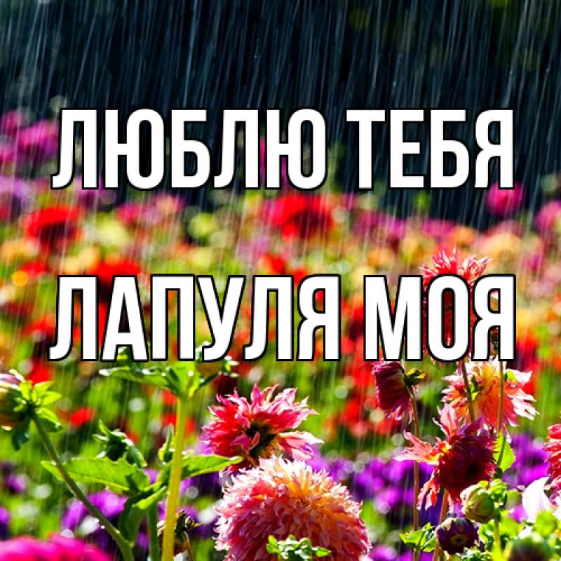 Картинка Люблю тебя, Лапуля моя