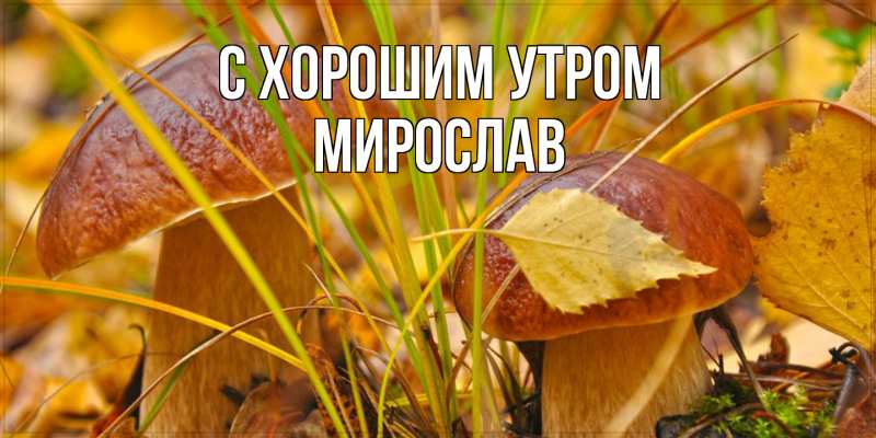 Картинка С хорошим утром, Мирослав