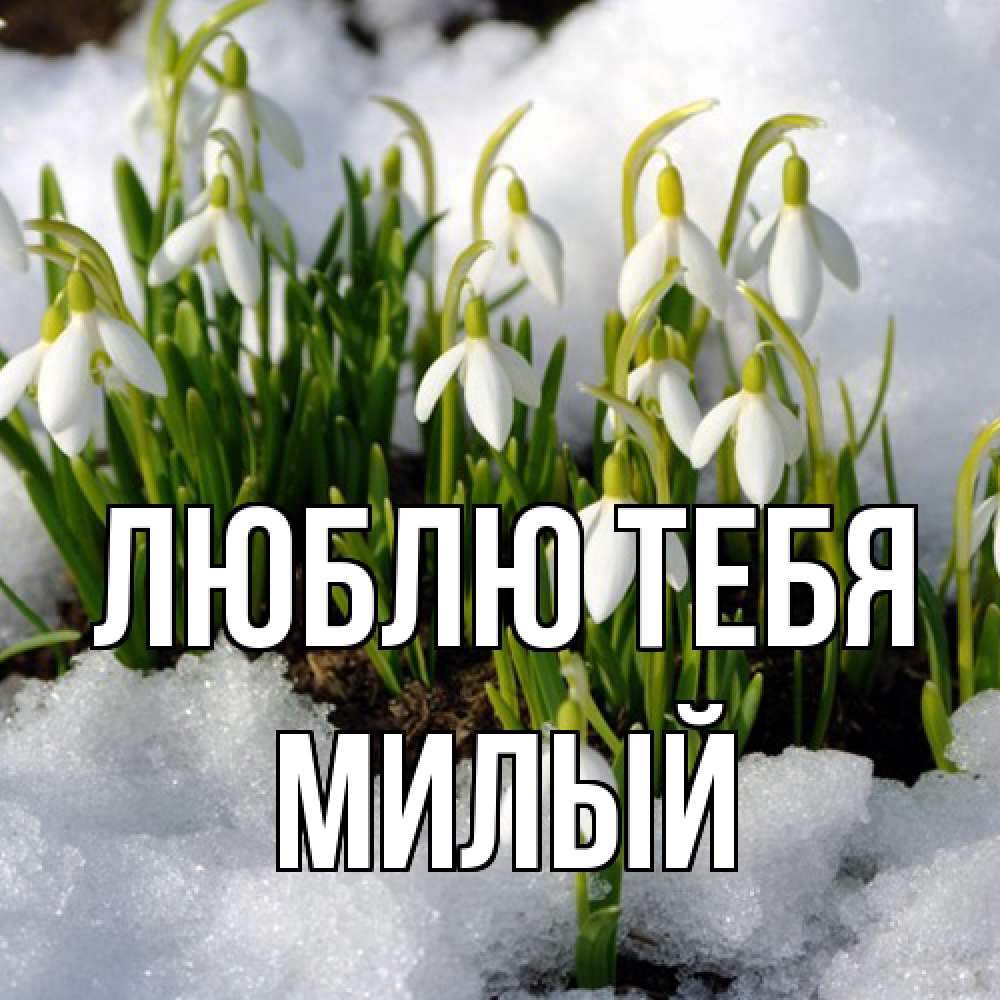Открытка на каждый день с именем, Милый Люблю тебя цветы весенние Прикольная открытка с пожеланием онлайн скачать бесплатно 