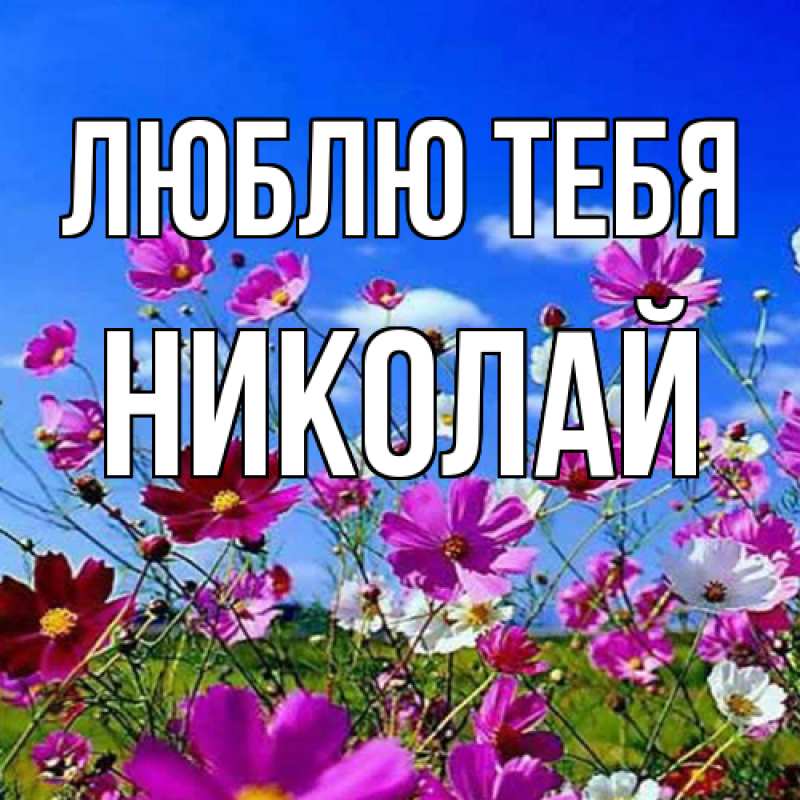 Картинка Люблю тебя, Николай