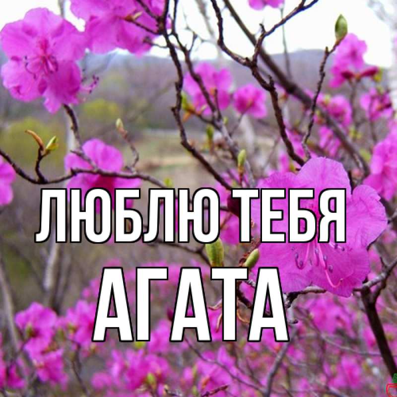 Картинка Люблю тебя, Агата