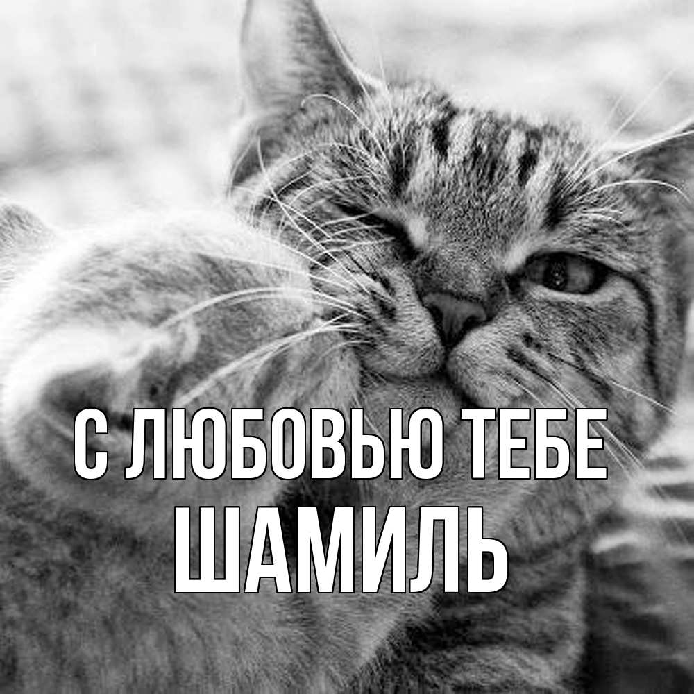 Открытка на каждый день с именем, Шамиль С любовью тебе коты Прикольная открытка с пожеланием онлайн скачать бесплатно 
