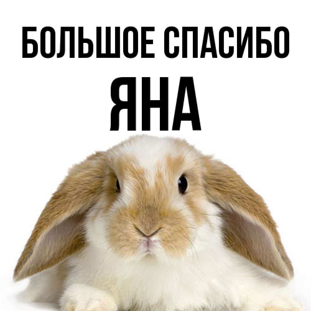 Открытка на каждый день с именем, Яна Большое спасибо коричнево белый заяц Прикольная открытка с пожеланием онлайн скачать бесплатно 
