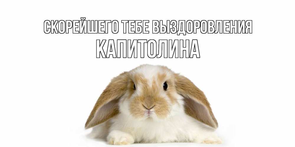 Открытка на каждый день с именем, Капитолина Скорейшего тебе выздоровления вислоухий кролик белого и коричневого цвета Прикольная открытка с пожеланием онлайн скачать бесплатно 