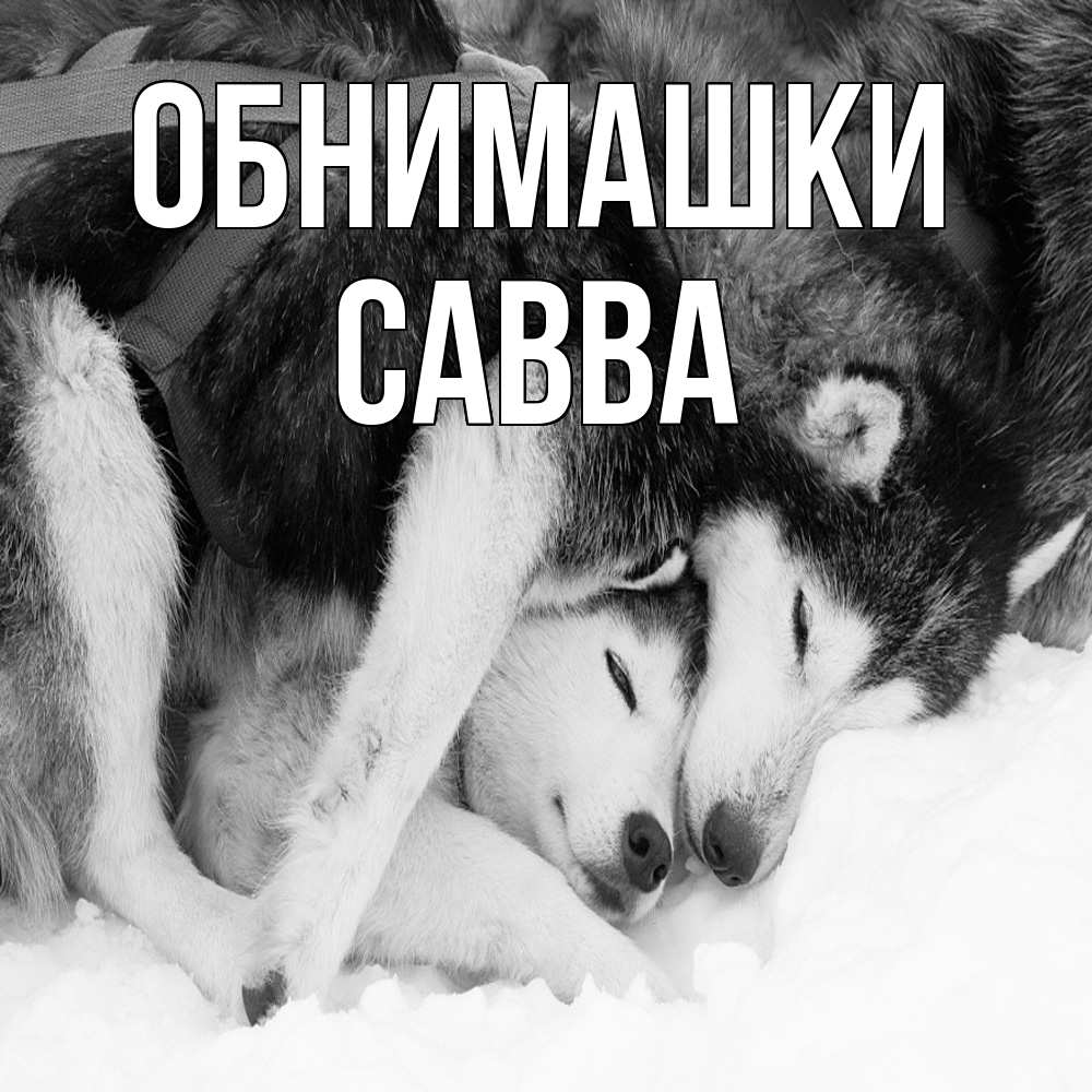 Открытка на каждый день с именем, Савва Обнимашки собачки в упряжке Прикольная открытка с пожеланием онлайн скачать бесплатно 