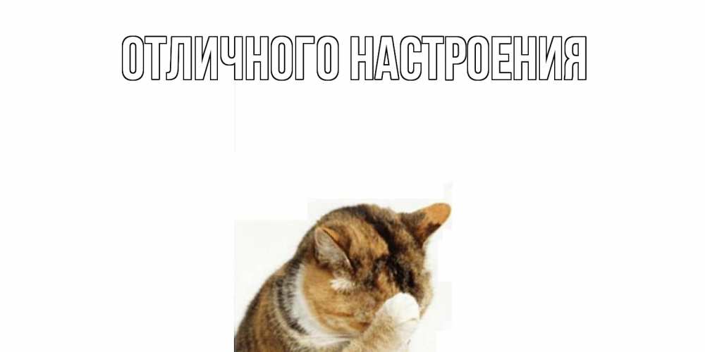 Открытка на каждый день с именем, Альберта Не обижайся кот Прикольная открытка с пожеланием онлайн скачать бесплатно 