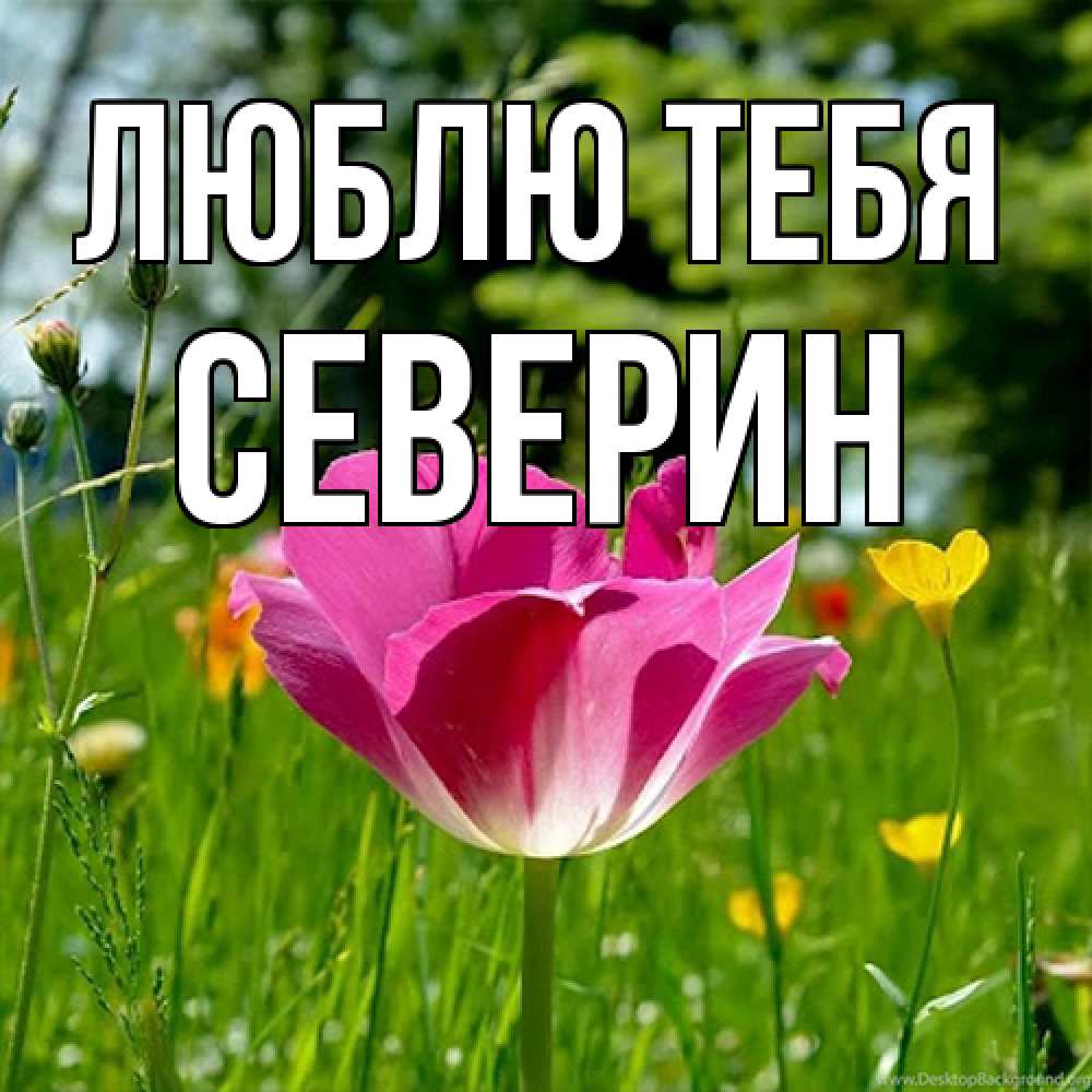 Открытка на каждый день с именем, Северин Люблю тебя полевые цветы Прикольная открытка с пожеланием онлайн скачать бесплатно 