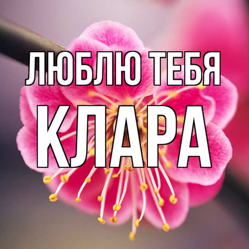 Картинка Люблю тебя, Клара
