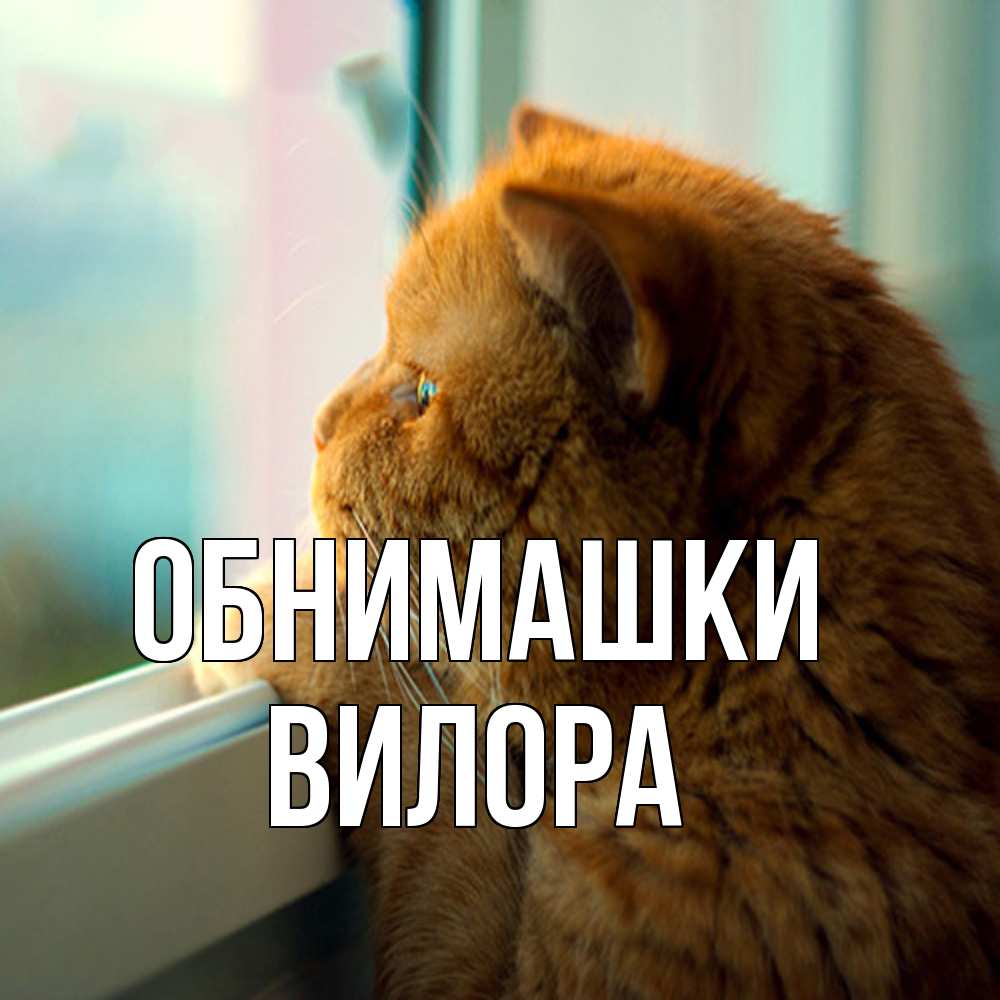 Открытка на каждый день с именем, Вилора Обнимашки большой огромный рыжий котяра Прикольная открытка с пожеланием онлайн скачать бесплатно 