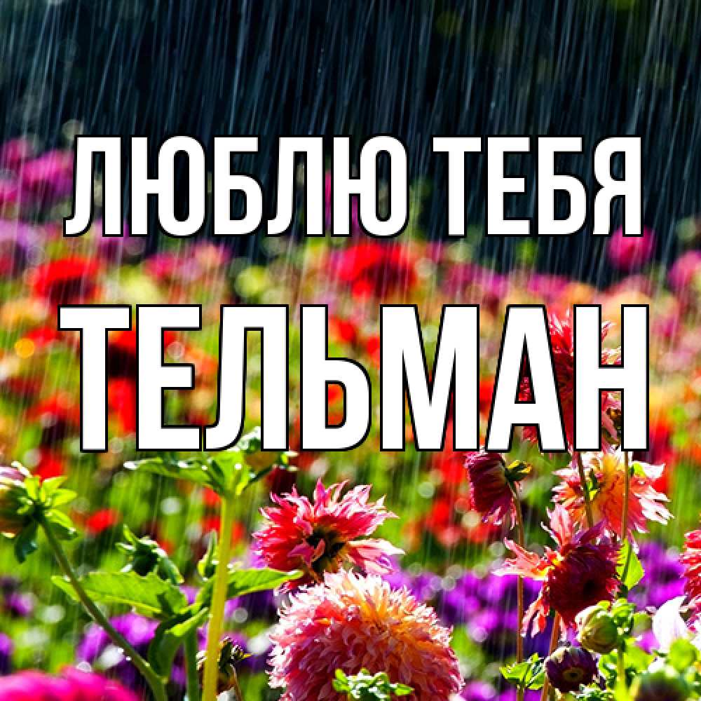 Открытка на каждый день с именем, Тельман Люблю тебя цветы под дождиком к международному женскому дню Прикольная открытка с пожеланием онлайн скачать бесплатно 