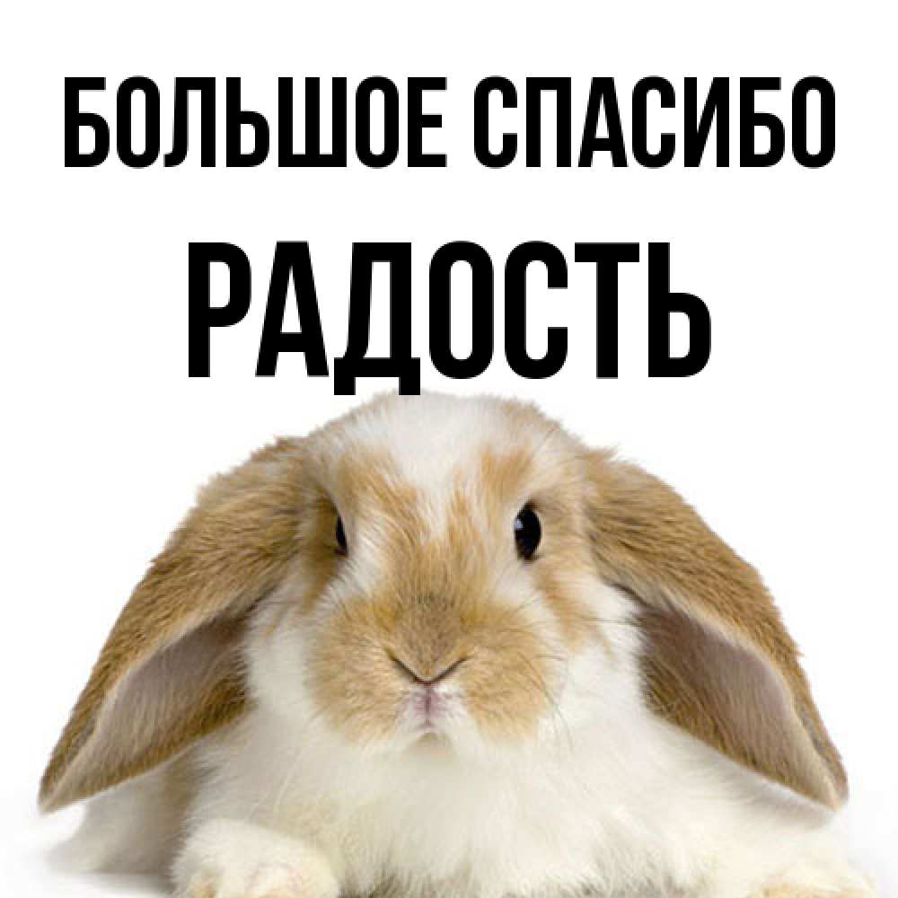 Открытка на каждый день с именем, Радость Большое спасибо коричнево белый заяц Прикольная открытка с пожеланием онлайн скачать бесплатно 