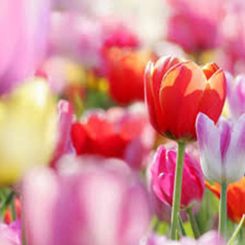 Открытка на каждый день с именем, Богдан Люблю тебя на международный женский день 2 Прикольная открытка с пожеланием онлайн скачать бесплатно 