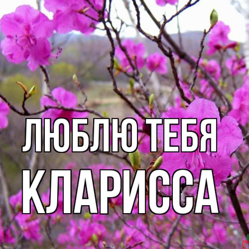 Картинка Люблю тебя, Кларисса