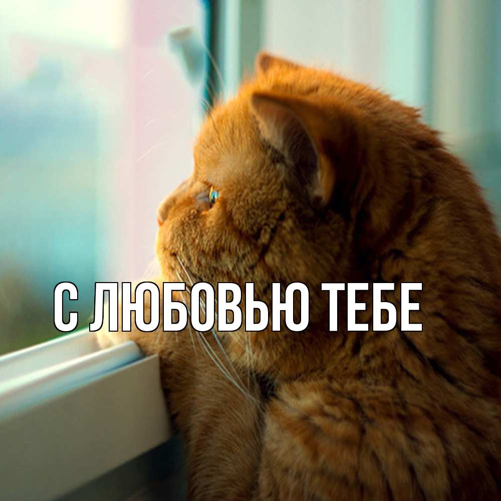 Открытка на каждый день с именем, Влад Обнимашки большой огромный рыжий котяра Прикольная открытка с пожеланием онлайн скачать бесплатно 