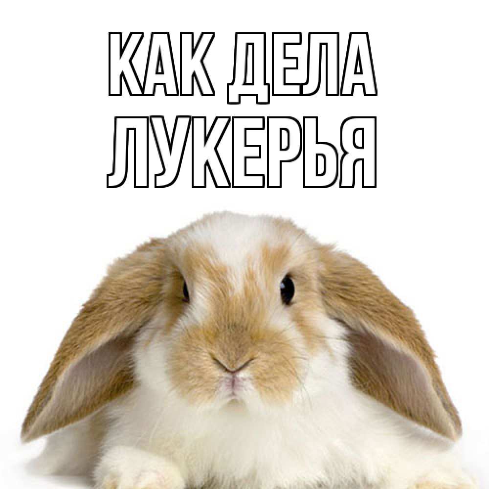 Открытка на каждый день с именем, Лукерья Как дела с животными Прикольная открытка с пожеланием онлайн скачать бесплатно 