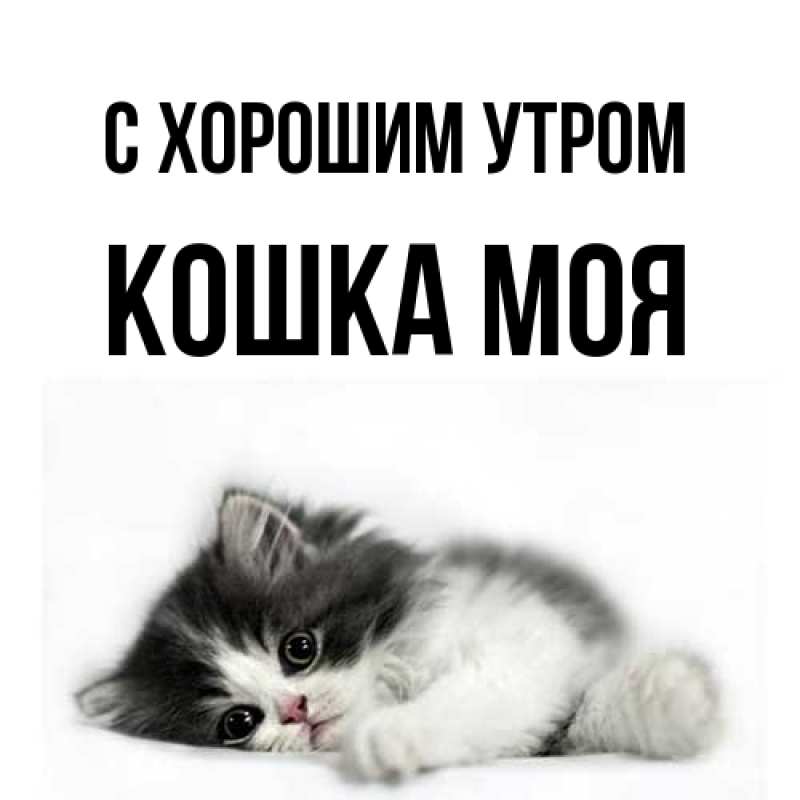 Картинка С хорошим утром, Кошка моя