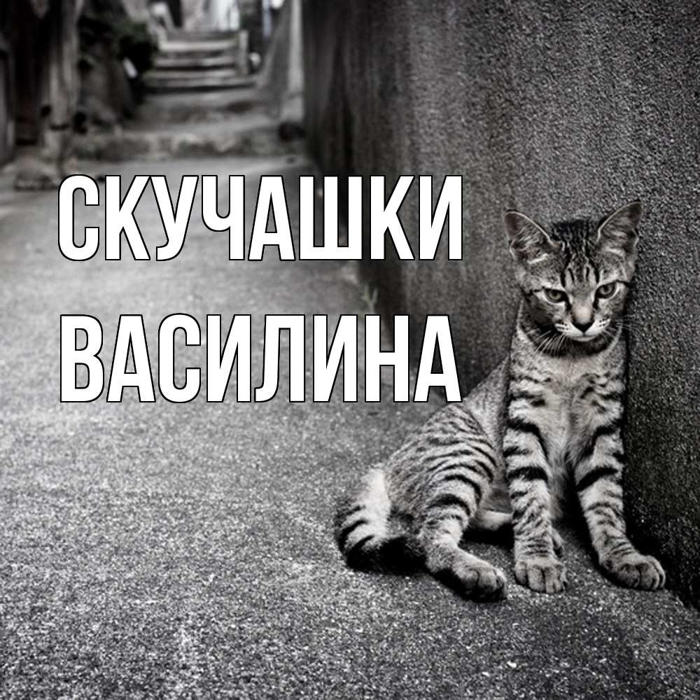 Открытка на каждый день с именем, Василина Скучашки одиноко котику Прикольная открытка с пожеланием онлайн скачать бесплатно 