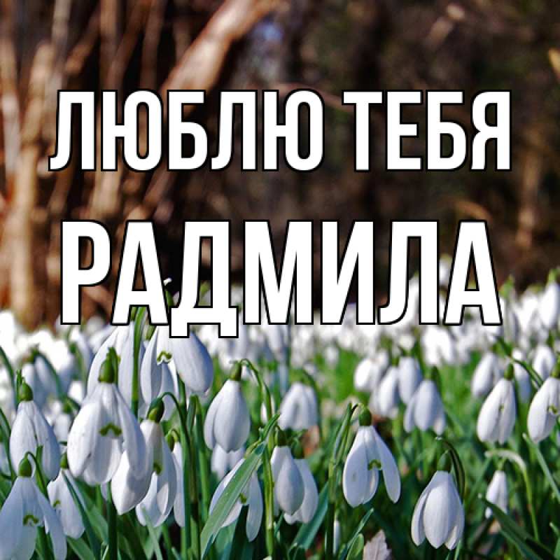 Картинка Люблю тебя, Радмила