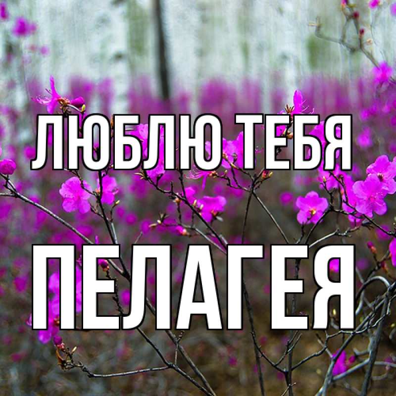 Картинка Люблю тебя, Пелагея