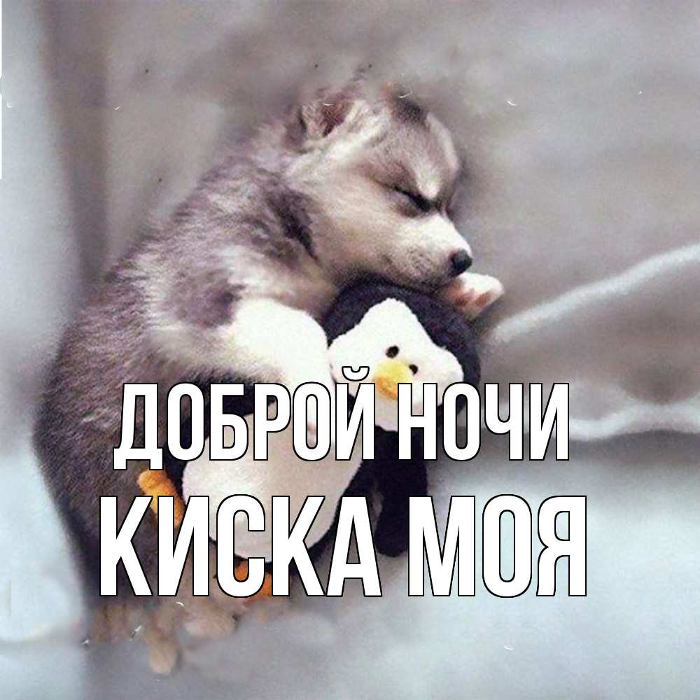 Открытка на каждый день с именем, Киска-моя Доброй ночи обнимашки щенка и пингвина Прикольная открытка с пожеланием онлайн скачать бесплатно 