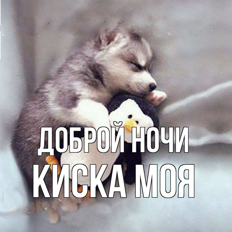 Картинка Доброй ночи, Киска моя