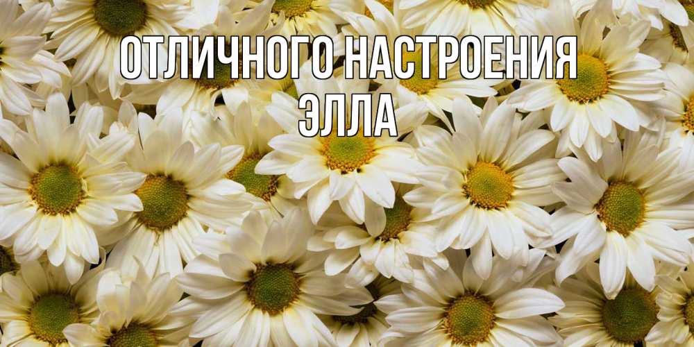 Открытка на каждый день с именем, Элла Отличного настроения крупные ромашки Прикольная открытка с пожеланием онлайн скачать бесплатно 