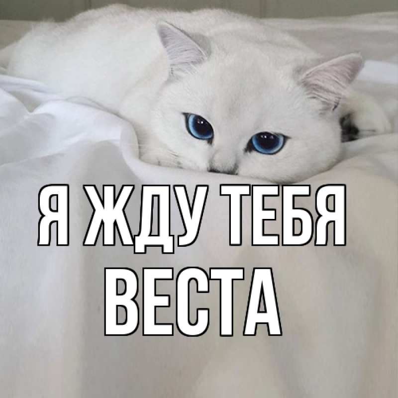 Картинка Я жду тебя, Веста