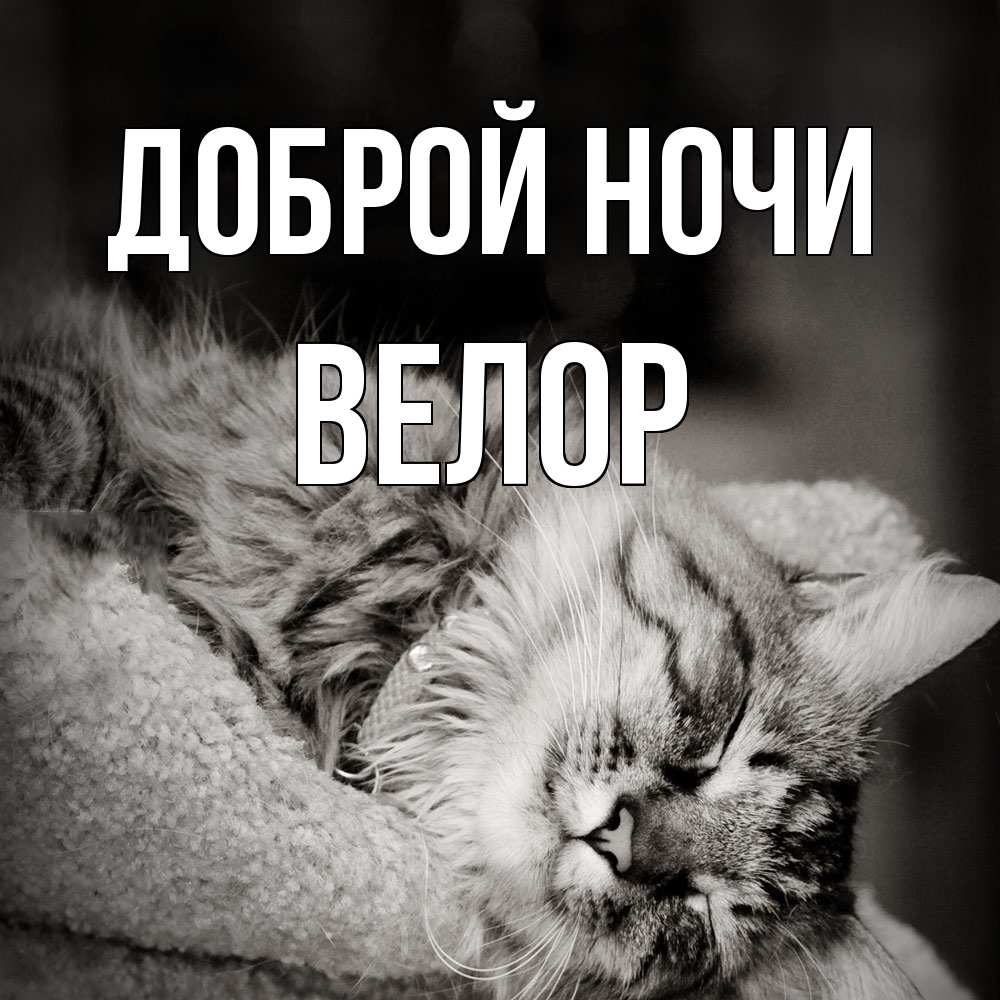 Открытка на каждый день с именем, Велор Доброй ночи котярик пушистый Прикольная открытка с пожеланием онлайн скачать бесплатно 