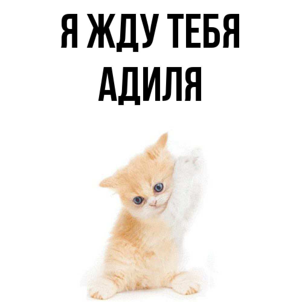 Открытка на каждый день с именем, Адиля Я жду тебя зверушки и милота Прикольная открытка с пожеланием онлайн скачать бесплатно 