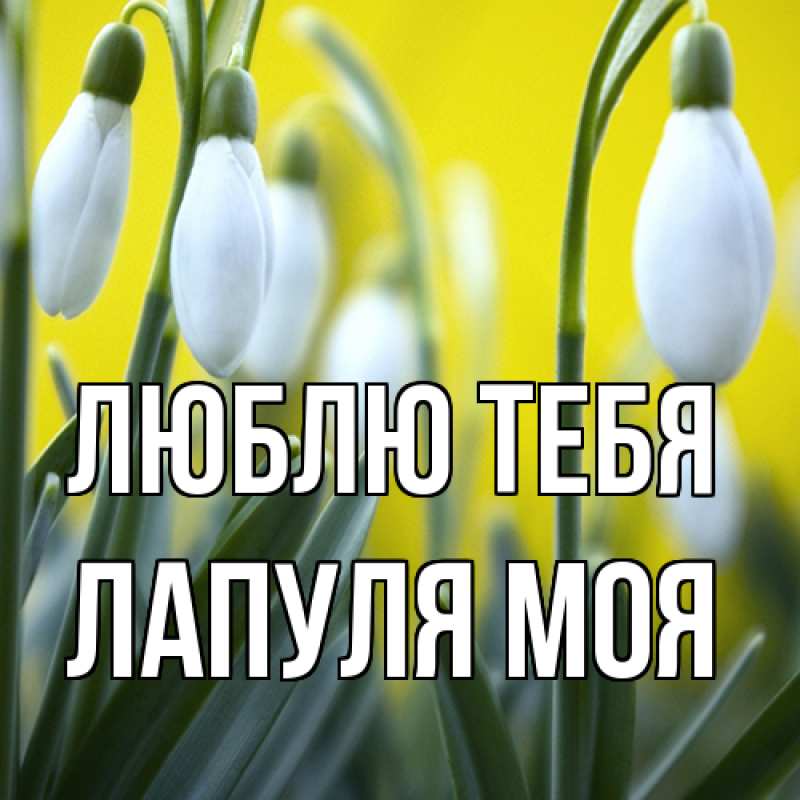 Картинка Люблю тебя, Лапуля моя