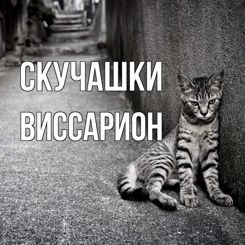 Картинка Скучашки, Виссарион