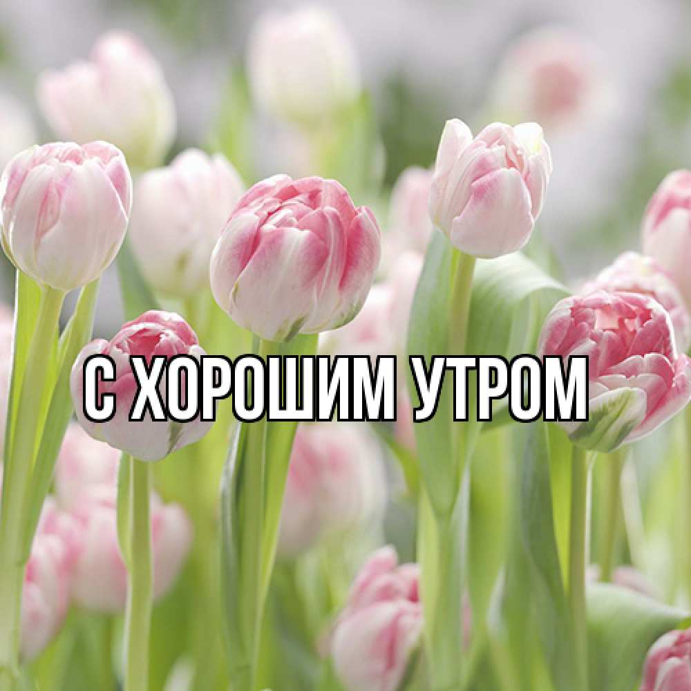 Открытка на каждый день с именем, Котя Люблю тебя цветы Прикольная открытка с пожеланием онлайн скачать бесплатно 