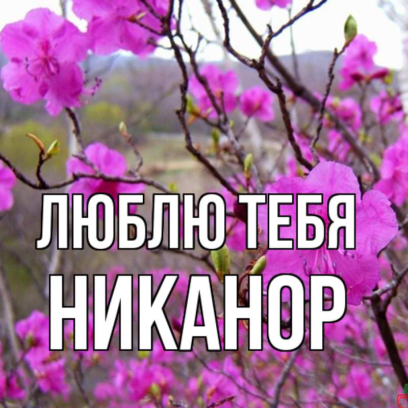 Картинка Люблю тебя, Никанор