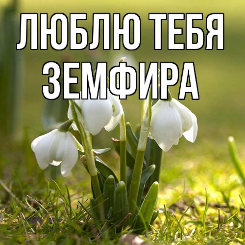 Картинка Люблю тебя, Земфира